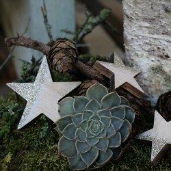 Trstjerner, guld/natur (6 cm)