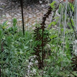 Wild flower, rust stick