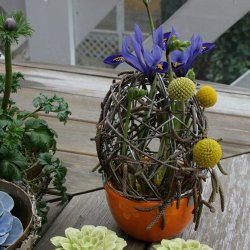 Gitterg m/orange potte