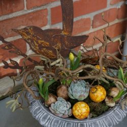 Fugl i rust, solsort p� kvist