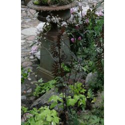 Wild flower, rust stick