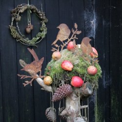 Fugl i rust, solsort p� kvist