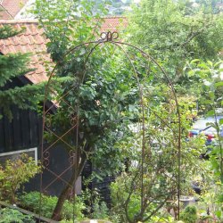 Rosenbue Nostalgi med top