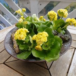 Planteskl antik kobber