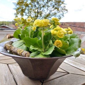 Planteskl antik kobber