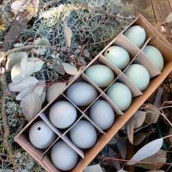 H�nse�g, udpustede gr�nne (12 stk.)