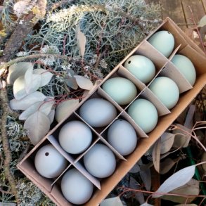 H�nse�g, udpustede gr�nne (12 stk.)