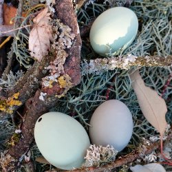 H�nse�g, udpustede gr�nne (12 stk.)