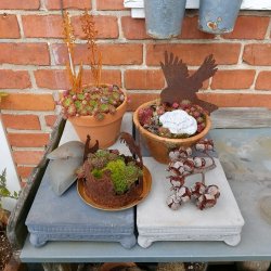 Kakler (4 stk. - 2 sorte og 2 gr)