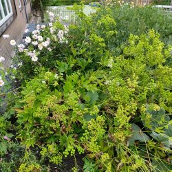 Trautvetteria carolinensis