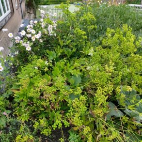 Trautvetteria carolinensis