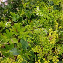 Trautvetteria carolinensis