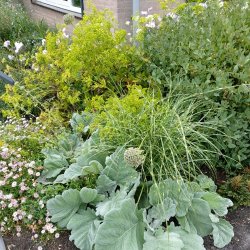 Trautvetteria carolinensis