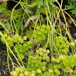 Trautvetteria carolinensis