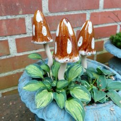 Svampe, brun (3 stk.)