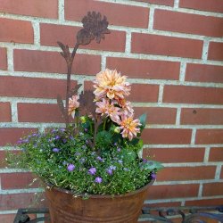 Cuckoo flower p stick (H 24 cm)