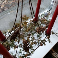 Adventsstage og gurilande med sm kogler