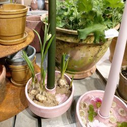 Lysestage, Monica, rosa