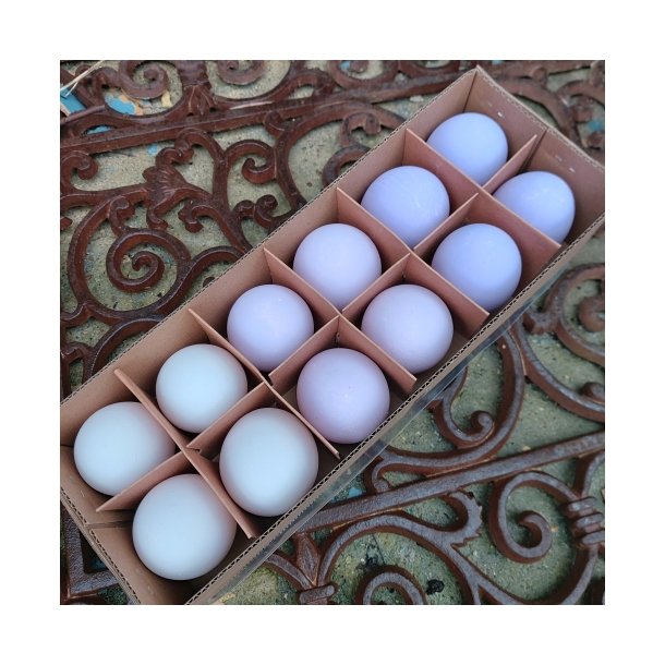 H�nse�g, udpustede lilla (12 stk.)