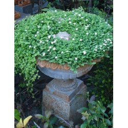 Stbejernskrukke p fod