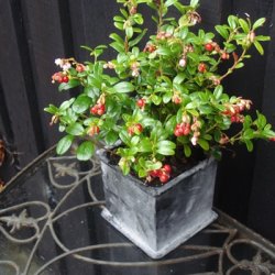 Jernskjuler, firkantet