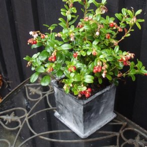 Jernskjuler, firkantet