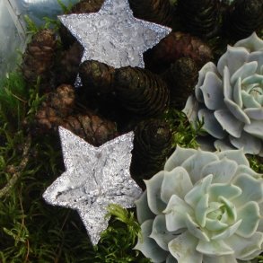 Barkstjerne med glimmer, store (15 stk.)