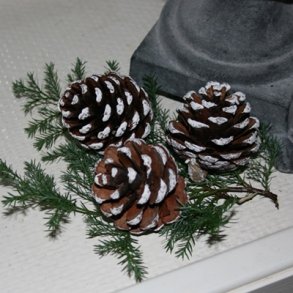 Fyrrekogler med hvide spidser (3 stk.)