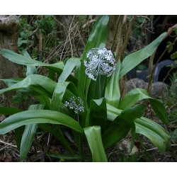 Metalblomst, allium