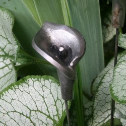 Aluminiumsblomst, calla