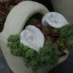 Aluminiumsblomst, calla