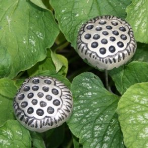 Aluminiumsblomst, frkapsel