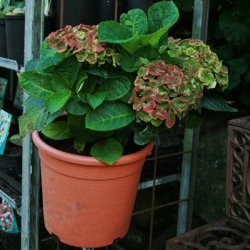 Potteholder til rionet, 19 cm