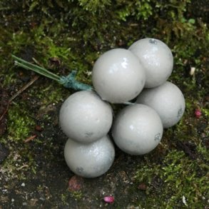 Sm� kugler, lys gr�/s�lv