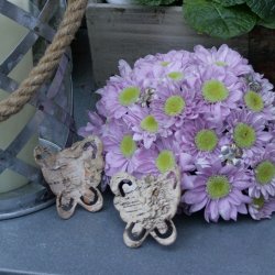 Bark sommerfugle. (20 stk.)