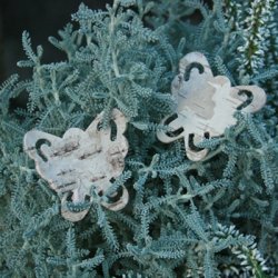 Bark sommerfugle. (20 stk.)