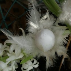 g med fjer, hvid (3 stk.)