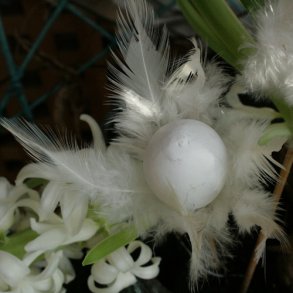 g med fjer, hvid (3 stk.)