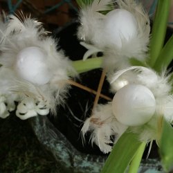 g med fjer, hvid (3 stk.)