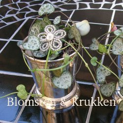 B&aelig;ger, plets&oslash;lv