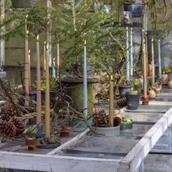 Lysestage, Marika mrkgrn